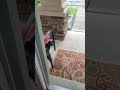 cat asks to go outside and thanked me