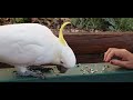 Feeding Time with a funny cockatoo bird. The wild Sulphur-crested cockatoo often visits my garden.