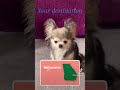 Georgia Christmas music video #dog #chihuahua #love #doglover #cute #cutedog #pet