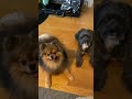 Funniest dogs Hendo & Noldus playtime #shorts #funny #dog #cute #pets #happy