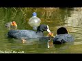 Waterbird Coot feeding their cute babies part 1 .#birds #animals #hungry #babies #waterbirds