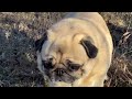 Fun in the sun with Maurice and the pug squad!Pugs Playing 🐾