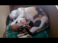 Mother cat breastfeed to her babies❤️