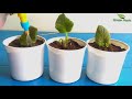 How to Propagate African Violet From Single Leaf  WITH UPDATE  - 100% SUCCESS METHOD //GREEN PLANTS