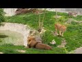 Pair of lions roar and then flop over #StLZoo