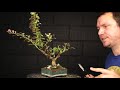 Pruning Bonsai for Ramification #TinyTreeTuesday