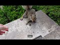 The most gentle baby squirrel