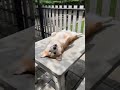 Funny Paw | Funny Animals | Funny Cats and Dogs 2023 #51 🐱🐶🤣