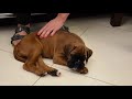 8 week old boxer puppy in new home