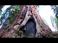 Stump Meadow | Hiking the Boole Tree loop 2.9mi
