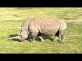 Werribee Open Range Zoo ( 4K Video Ultra HD )