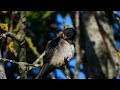 Barn swallow Relax,Låvesvale,Деревенская ласточка,Hirondelle de cheminée,Golondrina común