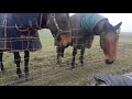 lovely horses checking over my old boy