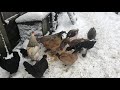 Hens and ducks