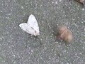 Gypsy Moth Courtship?