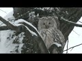 Лети отсюда! Вороны прогоняют сову. Fly out of here! Crows drive away an owl.