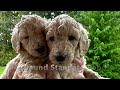 STANDARD POODLE PUPPIES 7 MONTHS OLD, FEATURING OUR BOYS SIMON AND SCOUT