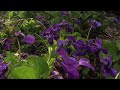 FLOWERS CAN DANCE!!! Amazing nature/ Beautiful blooming flower time lapse video