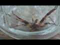 Nursery Web Spider