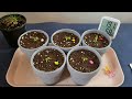 파인애플 무료모종 키우는 2가지 방법. how to grow free pineapple seedling in two method. #파인애플자르기 #파인애플키우기