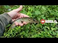 Lure fishing two canals for perch & some accidental pike. on a shad & creature bait. (Mid wales UK)