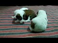 These cute puppies Finally stands on their feet for the first time😍