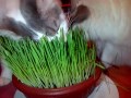 MR. Cat Grass- Pasto para gatos!