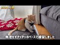 【From A Homeless Cat To A House Cat】 3 Years Record