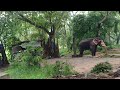 beautiful  video in elephant camp Guruvayoor