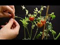HOW TO Grow Tomatoes from Seeds in Time Lapse