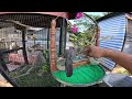 Chi Tiết Làm Aviary Lục Giác Trên Chậu Hoa,Tổng Quan Trại Chăn Nuôi/TYDVTV