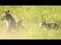Fox cubs in a Wild meadow England