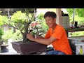 Bonsai Station [Workshop Station] EP.20 ได้ไม้กลุ่มกอมาทำอย่างไรดี