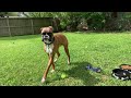 The Boxer Dog Marley