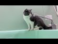 猫のお風呂タイム