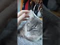 Purring Kitty | Vlog