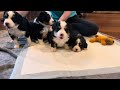 Molly/Jax miniature bernedoodle puppies (grey, blue, green, brown collars) 4 wks old!