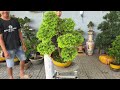 Cây cảnh mới về 5/7 An #0939700449 chào bán lô bonsai chơi Hoa, chơi Lá, cây ăn trái