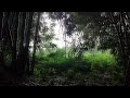 Rain sounds of beautiful woods, healing soothing thunderstorm sounds asmr, birds nature music,