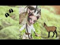Shammie - A Chamois Goat Girl