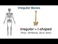 Skeletal System: Types of Bones in Under 10 Minutes [Anatomy Physiology Human Body]