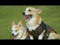 コーギーのゆき＆ゆめ　お友達とお出かけ　Corgi's YUKI & YUME out with friends