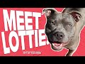 Pet Rescue of the Week: Lottie