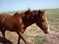 horsey dinner time