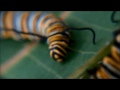 Raising Monarchs Part 3 - Caring For Caterpillars (How To Raise Caterpillars)