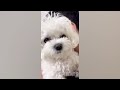 New Funny Animals 2024 😂 Funniest Cats and Dogs Videos 😺🐶