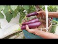 [Home Gardening] You Will Save A Lot Of Money If You Know This Way Of Growing Eggplants