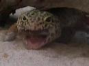 Leopard Gecko (Eublepharis macularius) Hunting and Devouring