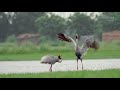 Songs of Love: Sarus Cranes’ Lifelong Romance