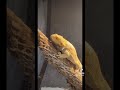 my male bearded dragon saw my female and got excited 🦎